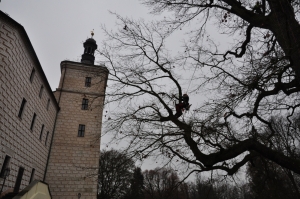 Ošetření dubu na zámku v Březnici