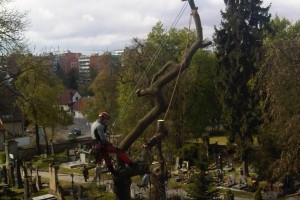 Kácení v Brandýse nad Labem
